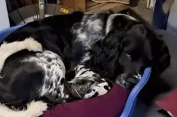 Chien Springer noir et blanc perdu Rebréchien - photo