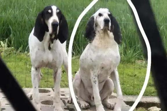 Chien perdu , photo : Chien perdue Rox, Gascon, Juillac-le-Coq