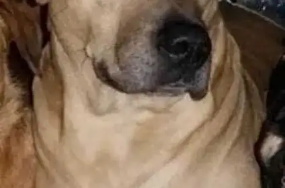 Perro Perdido: Marrón Claro en Camallera