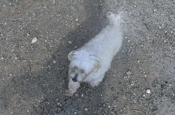 Perro Perdido: Bichón Maltés Blanco en Esparreguera