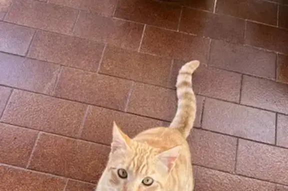 ¡Ayuda a encontrar a Troncho, el gatito perdido!
