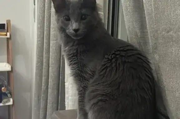 ¡Recompensa por Gato Gris Perdido en Algeciras!