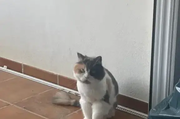 Gata Perdida en Almerimar: Asustadiza y Escondida