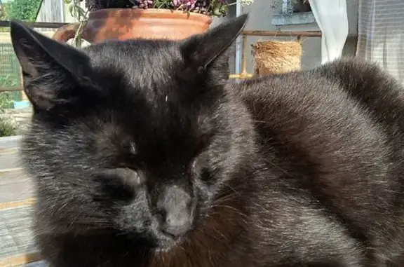 Animaux perdus , photo: Chat noir perdu, yeux verts, castré, pucé