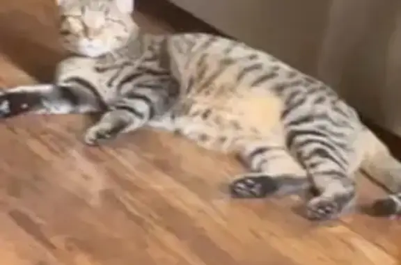 Lost Cat: Skiddish, Friendly in Tigard