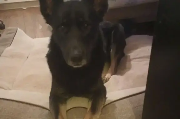 Lost Dog: Bandit, Black/Brown, Auburn