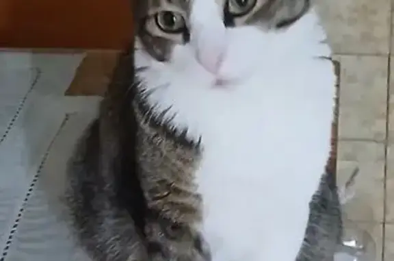 Gato Perdido en Madrid: Sin Microchip
