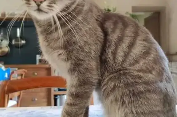 Chat perdu : mâle tigré gris à Montaigu - photo