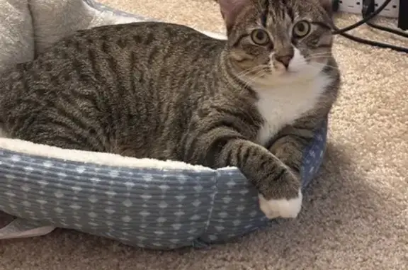 Lost and found pets Northbrook, photo: Lost Tabby Cat: No Tail, Last Seen in Woods