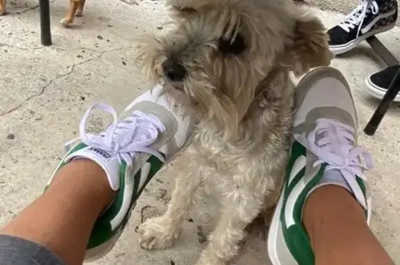 Animales perdidos , foto: ¡Urgente! Schnautzer gris perdido en CDMX