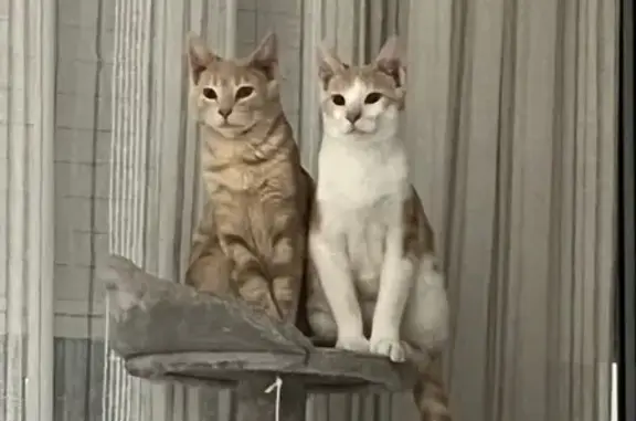 Gato Perdido: Canela y Blanco en La Cañada