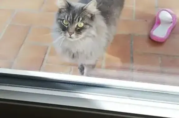 Chat Sibérien perdu, Rue Pascal, 3 ans - photo