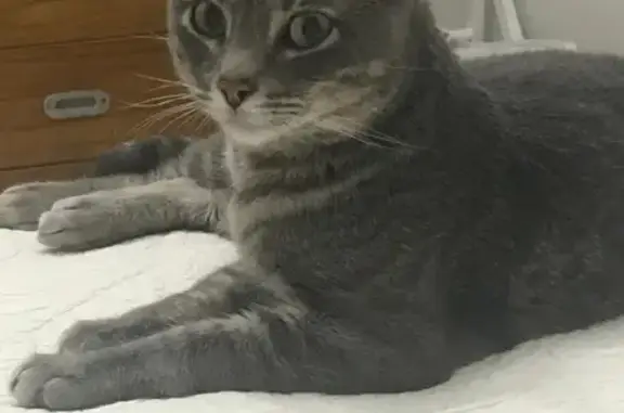 Gato Gris Perdido en Montequin...