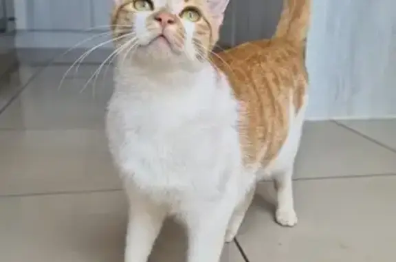Missing cat , photo: Help Find Rosie: Lost Cat in Bassonia Sun