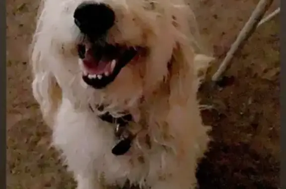 Lost White Poodle Mix in Albuquerque