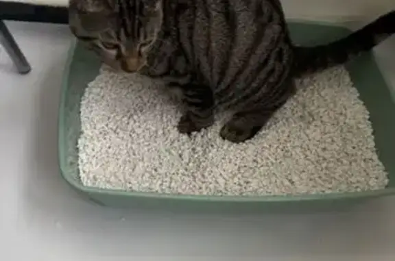 Animaux perdus Roissy-en-Brie, photo: Chaton tigré perdu à Roissy-en-Brie