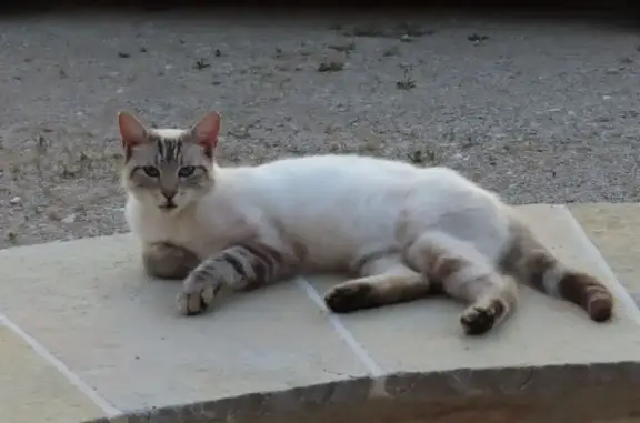 Chat trouvé affectueux, non pucé, mâle castré - photo