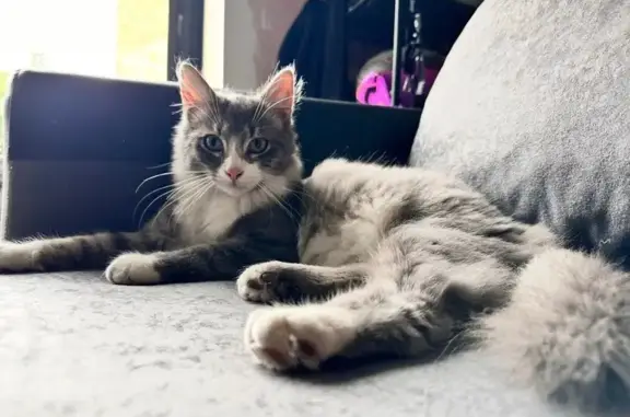 Animaux perdus Vieux-Condé, photo: Chat gris et blanc perdu à Vieux-Condé