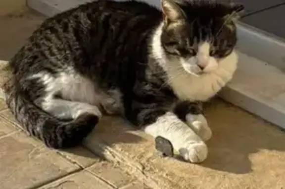 Chat gris perdu, 7 ans, rue du Marais Colin - photo