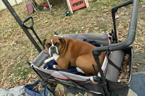 Lost Fawn Dog: Chipped, Union St 118