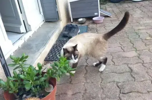Chat perdu, Dourgne, photo: Chat perdu : Cacolac, 10 ans, sociable, Dourgne