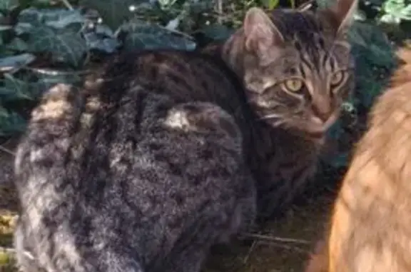 Chat gris tigré perdu à La Clayette - photo