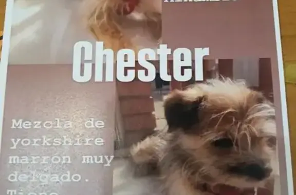 Perro Perdido en Granada: Marrón, Mediano