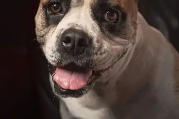 Lost Tri-Color Bulldog in Bolton Point