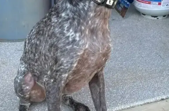 Lost Dog: Scar on Leg, Maverick Trail