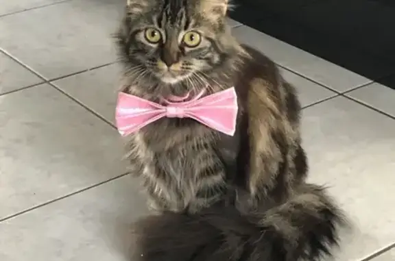 Chatte grise perdue, collier rose, La Chaize - photo