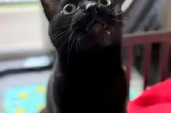 Lost Black Cat Jet in Apple Valley
