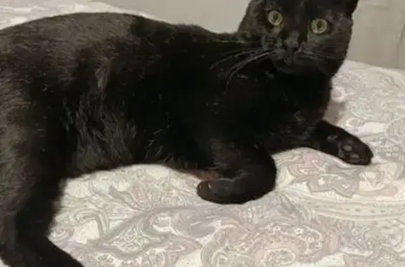 Gato perdido: negro con pecas...
