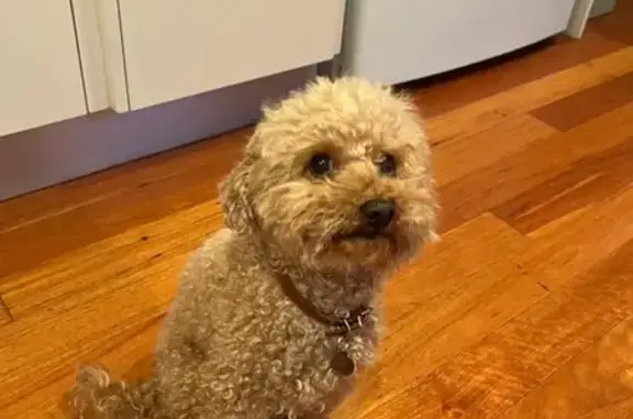 Lost Dog: Rose Bay Cycleway Search