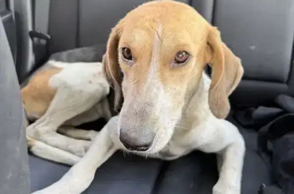 Found dog , photo: Found: Sweet Hunting Dog in Fayetteville