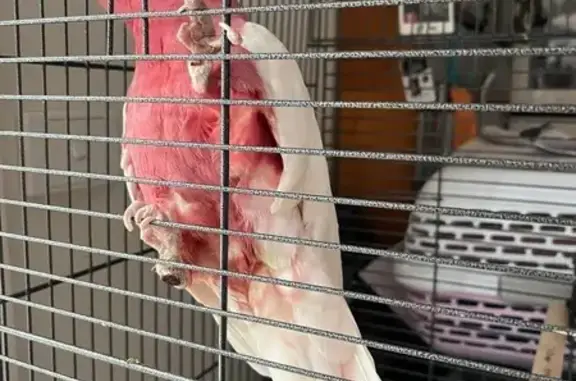 Lost pets , photo: Lost Albino Bird: White Feathers, Deformed Feet