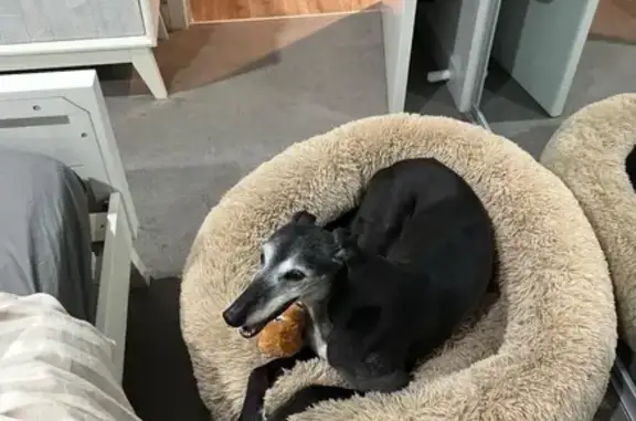 Lost 9yo Black Greyhound: Very Shy