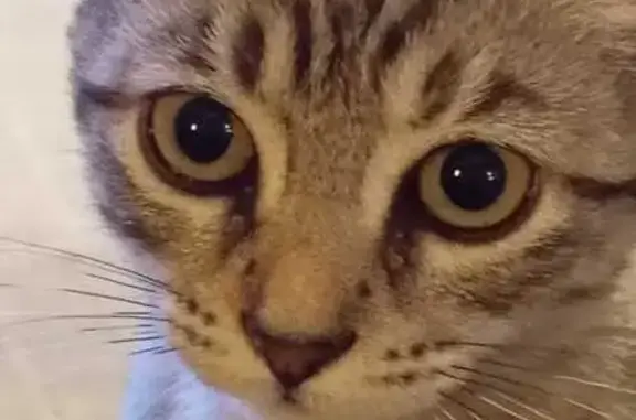 Gatita Atigrada Perdida en Bil...