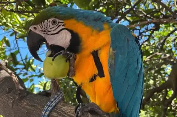 Lost pets Charles Sturt, photo: Lost Macaw: Bella with Black Harness
