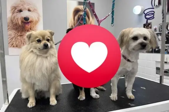 Lost pets Salisbury, photo: Lost Dogs Zeus & Gagi in Salisbury
