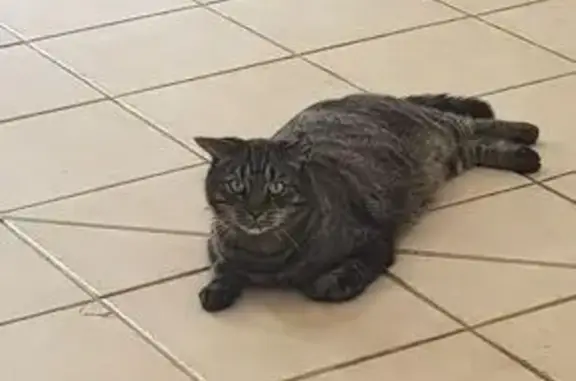 Animaux perdus Niederbronn-les-Bains, photo: Chat tigré gris perdu à Niederbronn