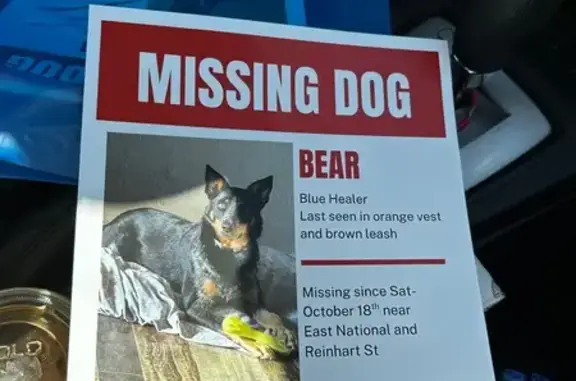 Missing dog Reno, photo: Lost Dog: Black & Brown, Reno Area