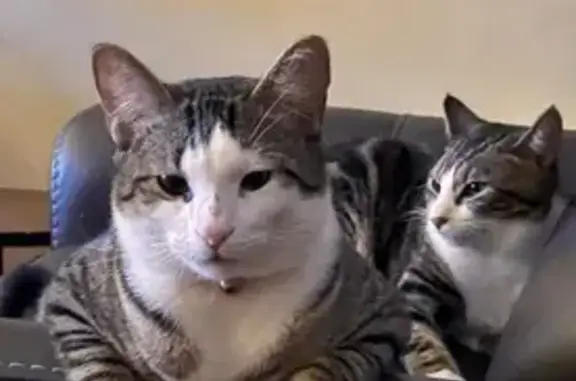 Lost Cross-Eyed Cat: Short, Broken Tail