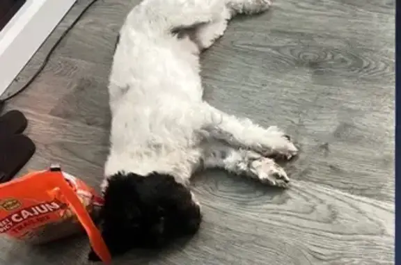 Help Find Lavish: Missing Shih-Poo in Chicago