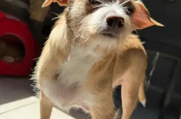 Missing Chihuahua Terrier Mix in Phoenix