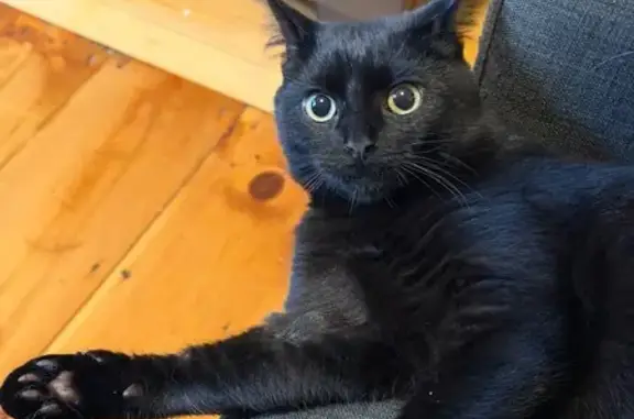 Lost Black Cat on Watson Ave, Worcester