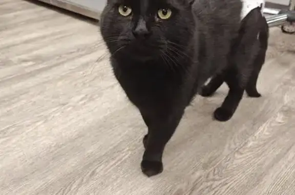 Missing cat Kennesaw, photo: Lost Black Cat: Neutered, Needs Diaper
