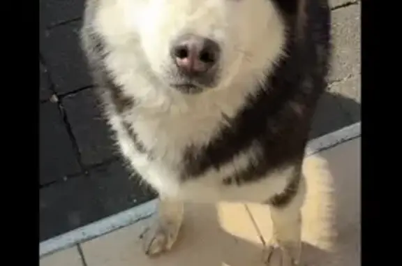 Perro encontrado Morelia, foto: Husky con Heterocromía Encontrado en Morelia
