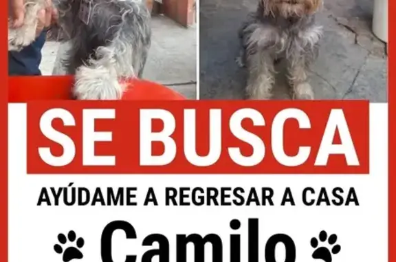Perros perdidos, San Nicolas de los Garza, foto: ¡Ayuda a encontrar a Panzón, perro gris perdido!