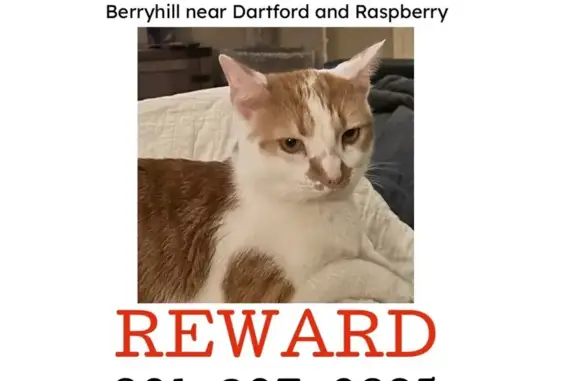 Missing: Friendly Orange & White Cat
