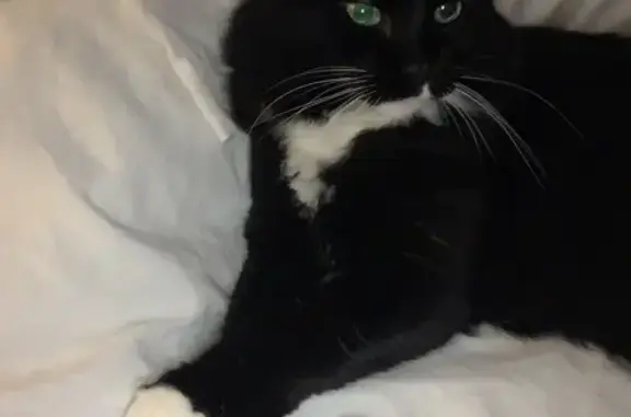 Lost Tuxedo Cat: Help Us Find Him!